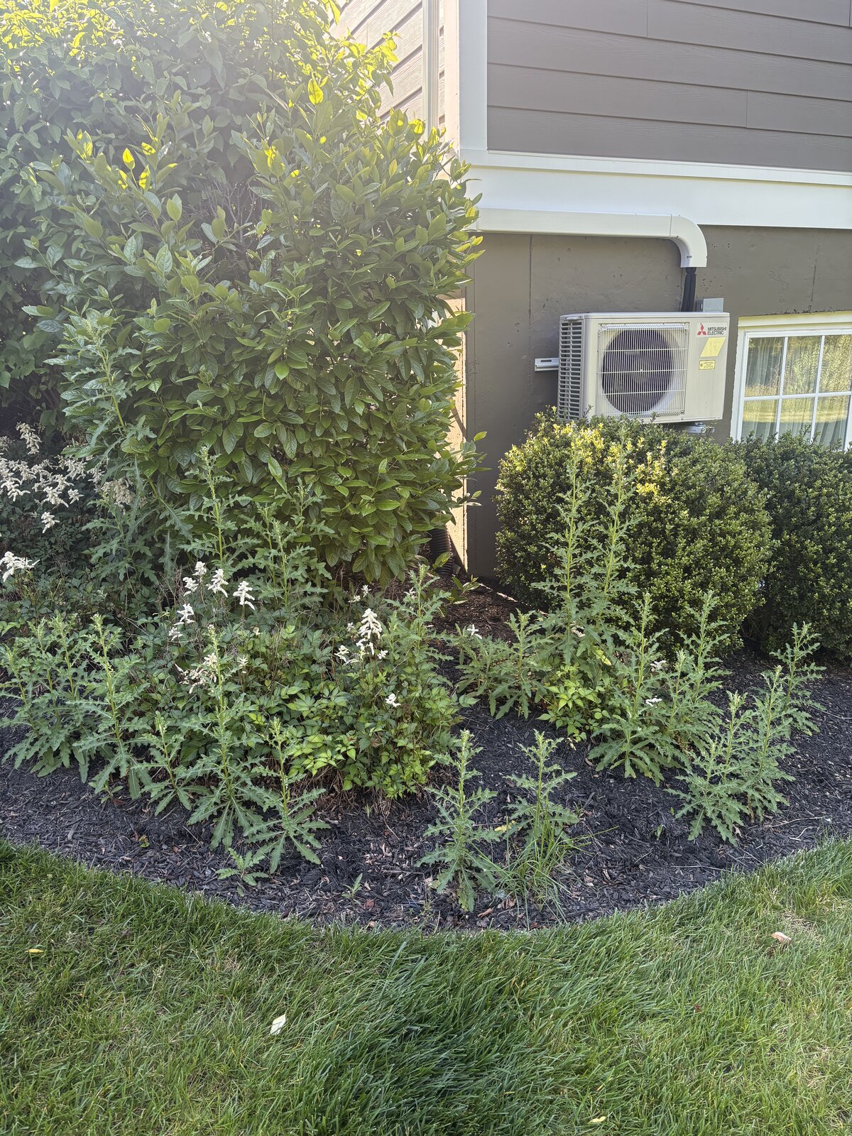 Overgrown weeds in mulch bed before cleanup